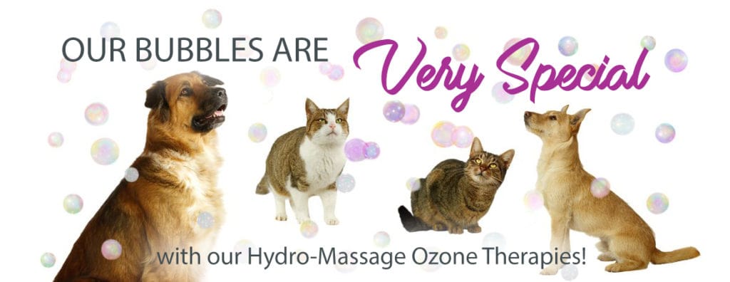 VIP Dog And Cat Grooming Salon Pet SKin Ozone Therapies For Fleas Ticks Allergies in Grand Rapids Michigan 49508