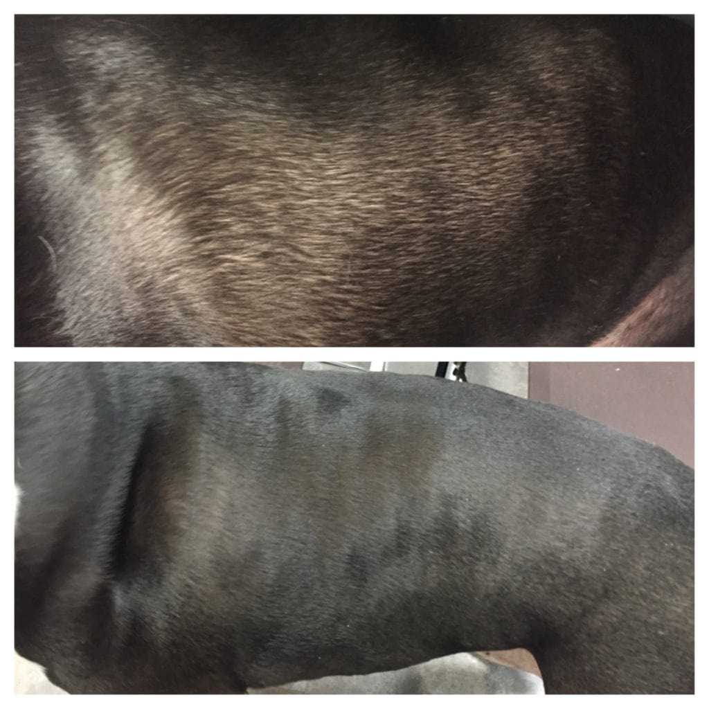 VIP Dog And Cat Grooming Salon Pet Skin Therapies In Grand Rapids Michigan 48508