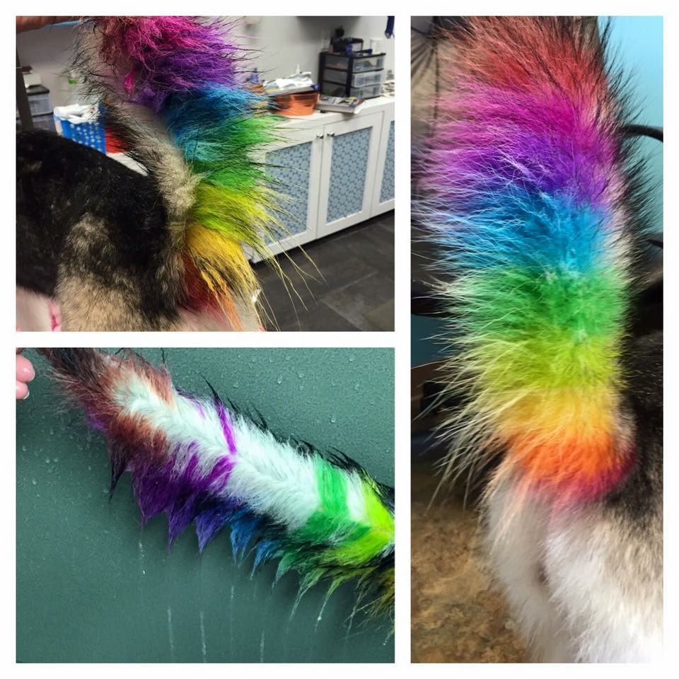 VIP Dog And Cat Grooming Salon Pet Skin Therapies In Grand Rapids Michigan 48508 Creative Pet Grooming Hair Dye Feather Extensions Accents Stenciling