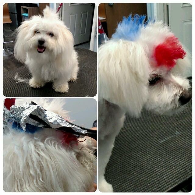 VIP Dog And Cat Grooming Salon Pet Skin Therapies In Grand Rapids Michigan 48508 Creative Pet Grooming Hair Dye Feather Extensions Accents Stenciling