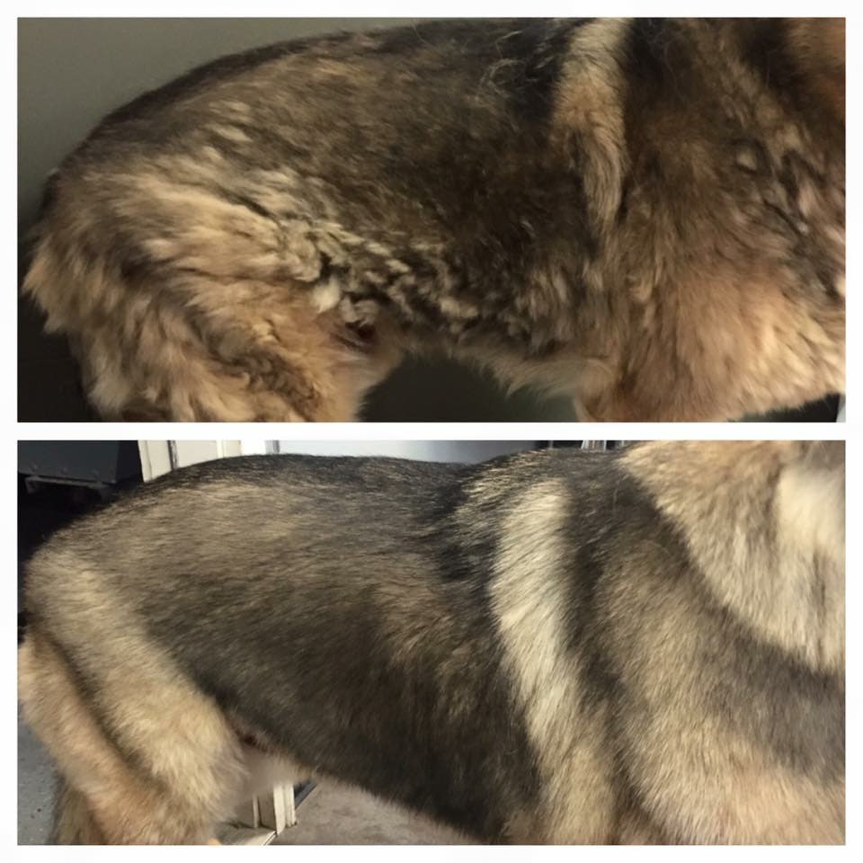 VIP Dog And Cat Grooming Salon Pet Skin Therapies In Grand Rapids Michigan 48508 De Shed Pet Hair Shedding
