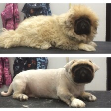 VIP Dog And Cat Grooming Salon In Grand Rapids Michigan 48508
