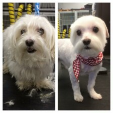 VIP Dog And Cat Grooming Salon In Grand Rapids Michigan 48508