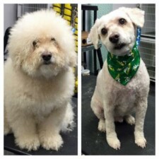 VIP Dog And Cat Grooming Salon In Grand Rapids Michigan 48508