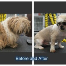 VIP Dog And Cat Grooming Salon In Grand Rapids Michigan 48508