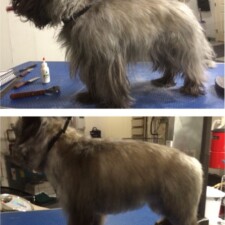 VIP Dog And Cat Grooming Salon In Grand Rapids Michigan 48508