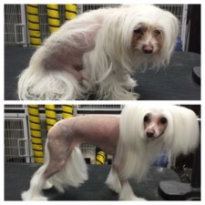 VIP Dog And Cat Grooming Salon In Grand Rapids Michigan 48508