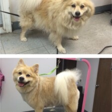 VIP Dog And Cat Grooming Salon In Grand Rapids Michigan 48508