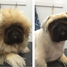 VIP Dog And Cat Grooming Salon In Grand Rapids Michigan 48508