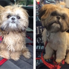 VIP Dog And Cat Grooming Salon In Grand Rapids Michigan 48508