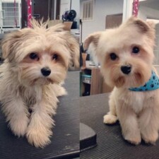 VIP Dog And Cat Grooming Salon In Grand Rapids Michigan 48508