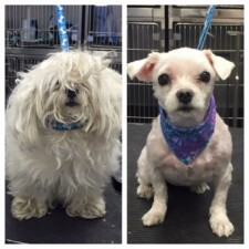 VIP Dog And Cat Grooming Salon In Grand Rapids Michigan 48508