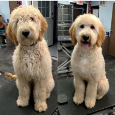 VIP Dog And Cat Grooming Salon In Grand Rapids Michigan 48508