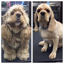 VIP Dog And Cat Grooming Salon In Grand Rapids Michigan 48508