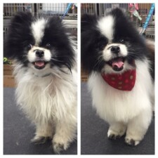 VIP Dog And Cat Grooming Salon In Grand Rapids Michigan 48508