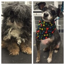 VIP Dog And Cat Grooming Salon In Grand Rapids Michigan 48508