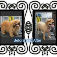 VIP Dog And Cat Grooming Salon In Grand Rapids Michigan 48508